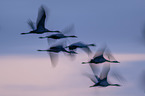 common cranes