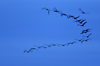 flying Common Cranes