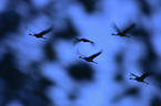 flying Common Cranes