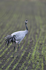standing Common Crane