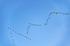 flying Common Cranes