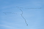 flying Common Cranes
