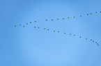 flying Common Cranes