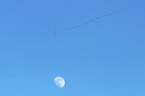 flying Common Cranes