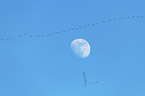flying Common Cranes