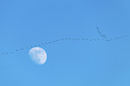 flying Common Cranes