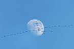 flying Common Cranes