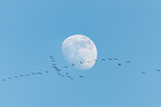 flying Common Cranes