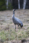 standing Common Crane