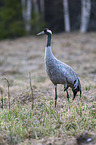 standing Common Crane
