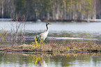 standing Common Crane