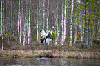 standing Common Crane