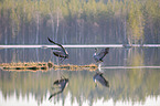 flying Common Cranes