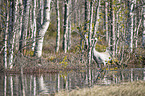 walking Common Crane