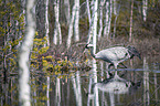 walking Common Crane
