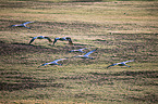 flying Common Cranes