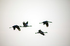 flying Common Cranes