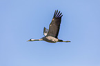 flying Common Cranes