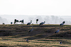 Common Cranes