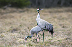 Common Cranes