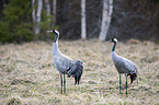 Common Cranes