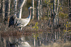 walking Common Crane