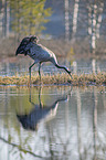 walking Common Crane