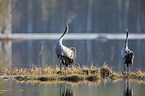 Common Cranes