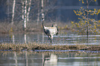 walking Common Crane