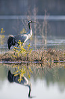 walking Common Crane