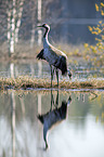 standing Common Crane