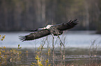 flying Common Cranes