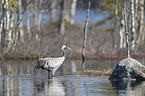 walking Common Crane
