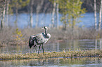 walking Common Crane
