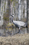 walking Common Crane