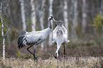 Common Cranes