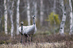 Common Cranes