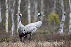 Common Cranes