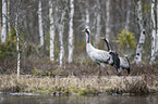 Common Cranes