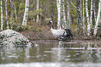 walking Common Crane