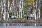 Common Cranes