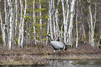 walking Common Crane