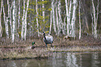 Common Crane with Mallard