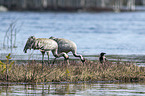 Common Cranes