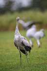Common Cranes