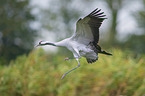 flying Common Crane