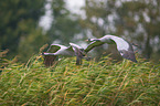 flying Common Cranes