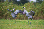 Common Cranes