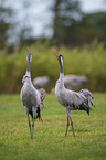 Common Cranes