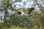 flying Common Crane